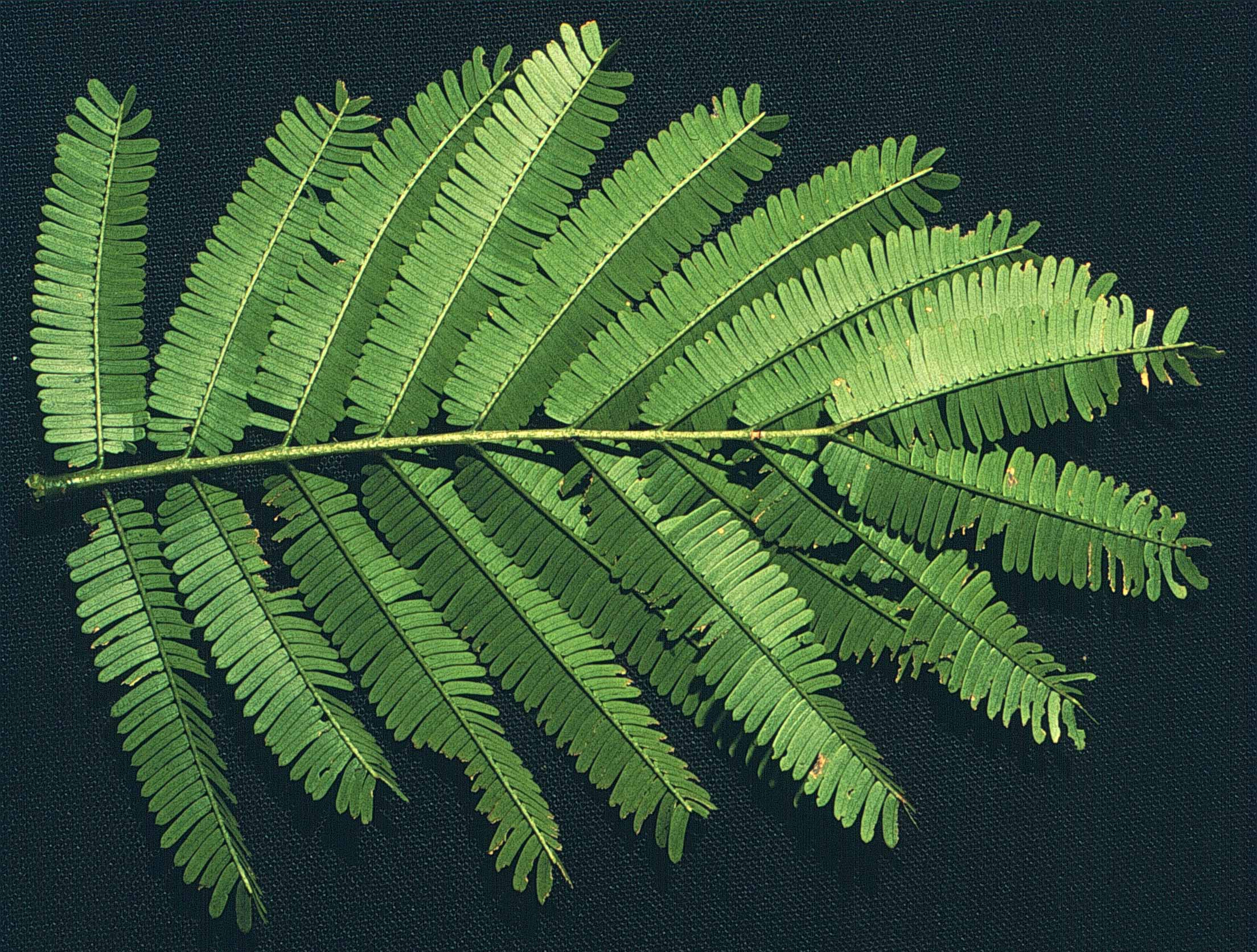 Acacia cornigera 3 Octubre 1998