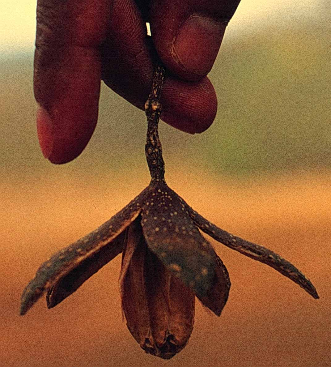 Cedrela odorata 8 setiembre 1998