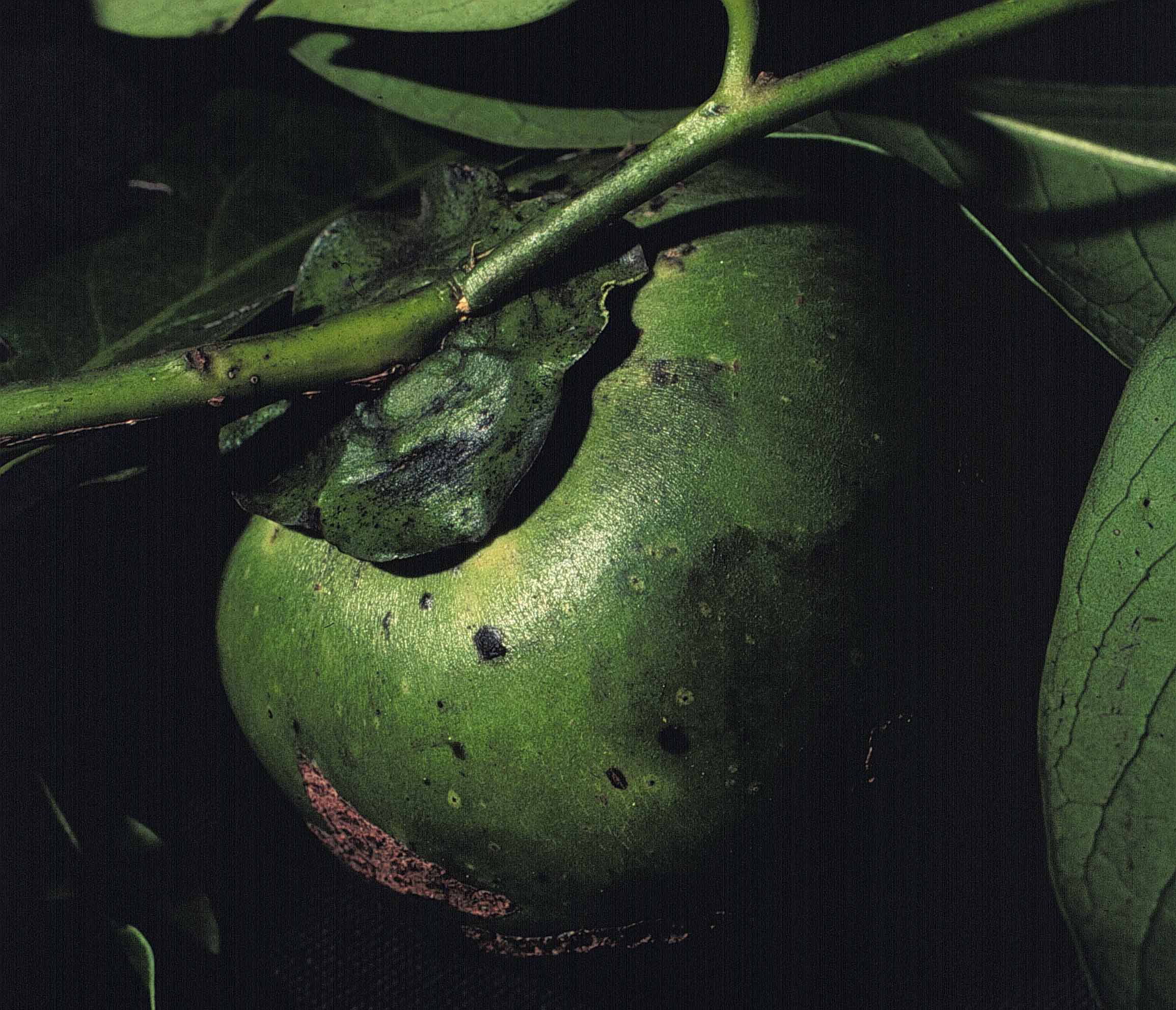 Diospyros digyna 24 mayo 1998