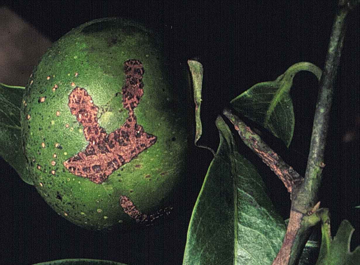 Diospyros digyna 24 mayo 1998