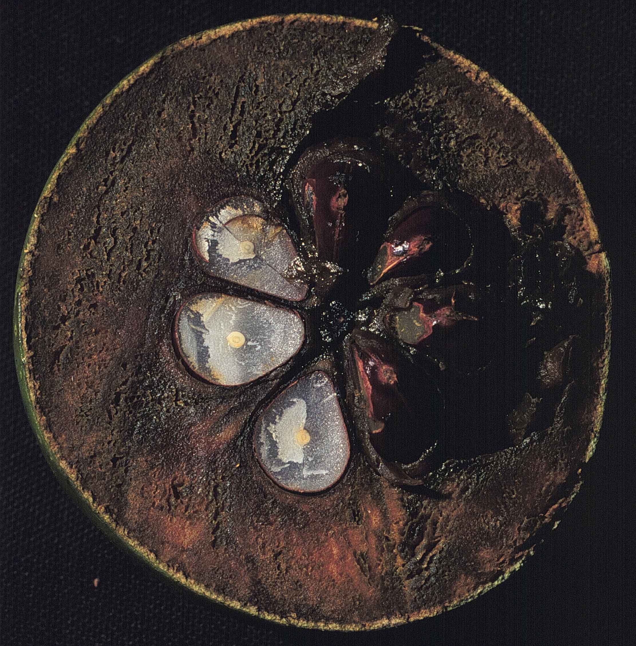 Diospyros digyna 24 mayo 1998