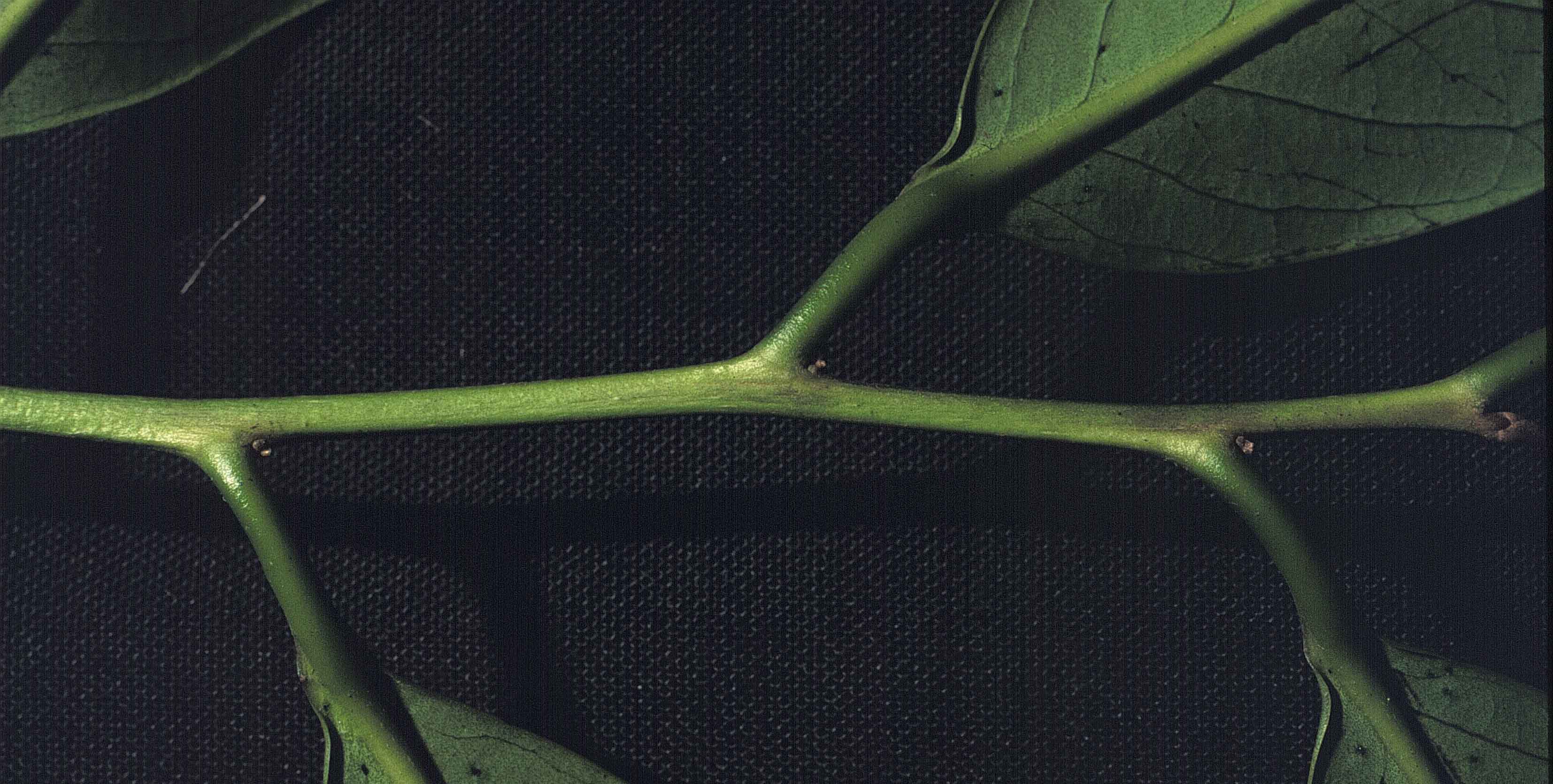 Diospyros digyna 24 mayo 1998