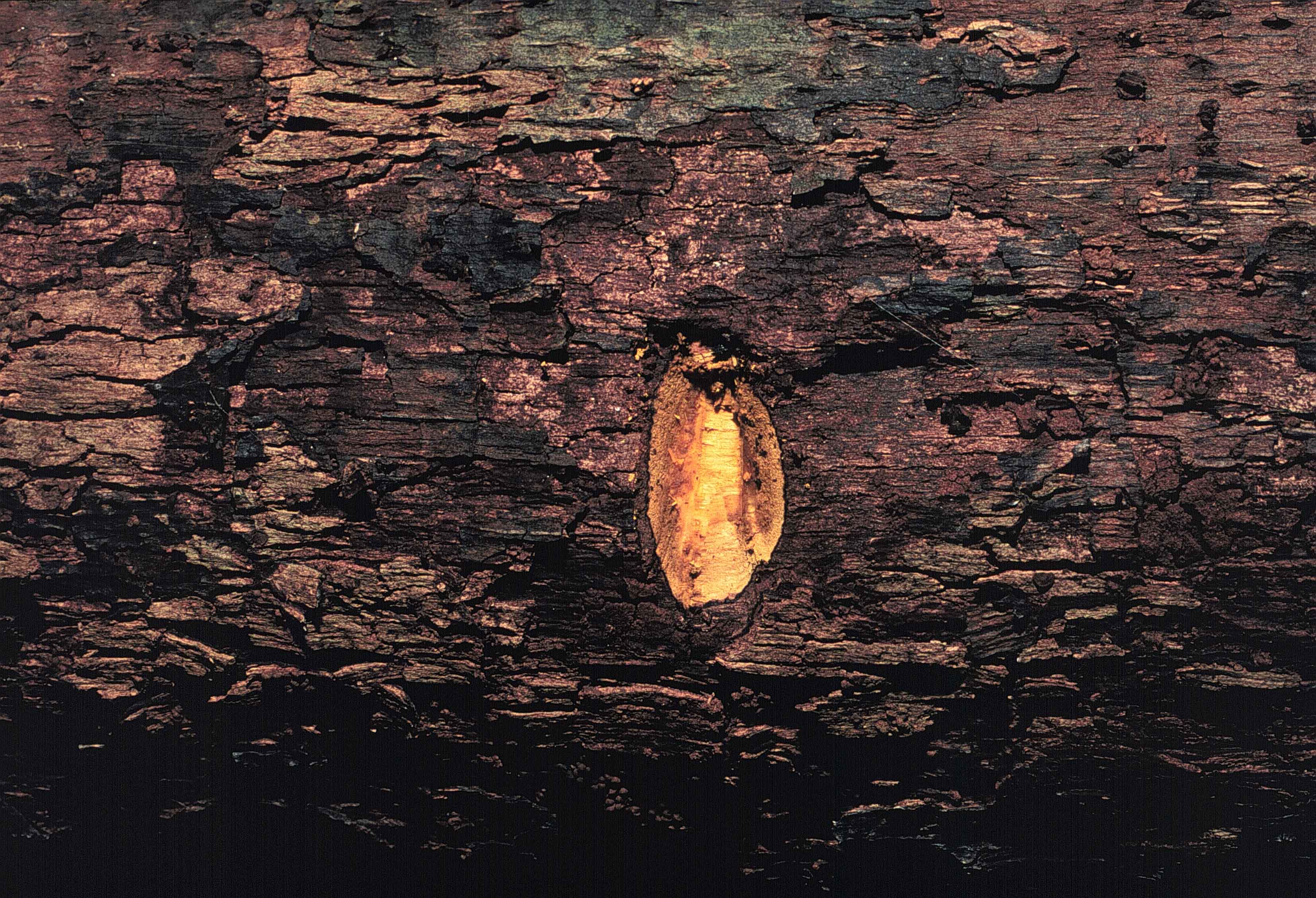 Diospyros digyna 24 mayo 1998