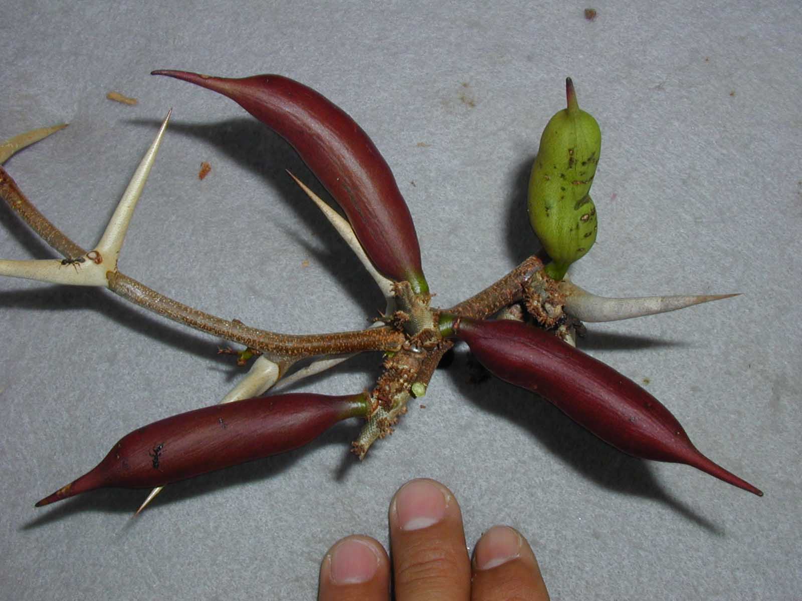 Acacia cornigera 3 Octubre 1998