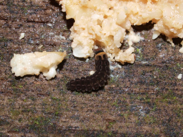  Cantharidae Larva