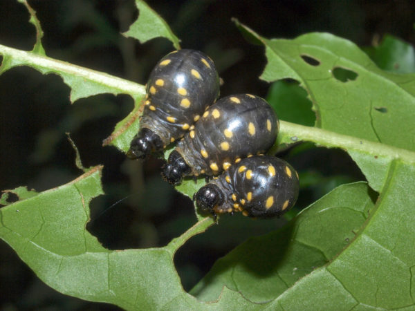  Chrysomelinae Larvas