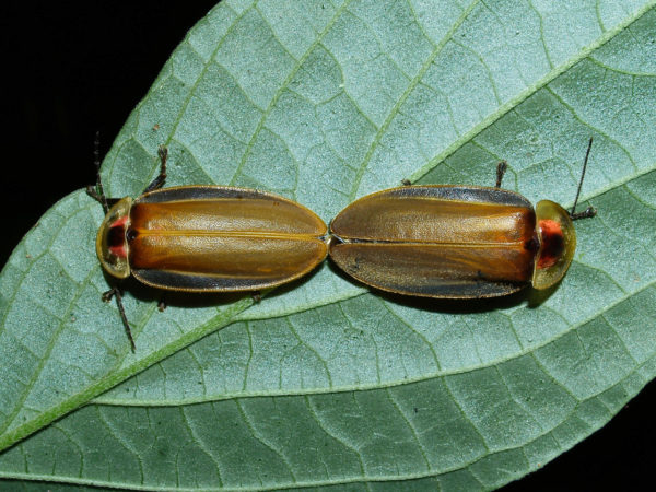  Lampyridae06 Larva