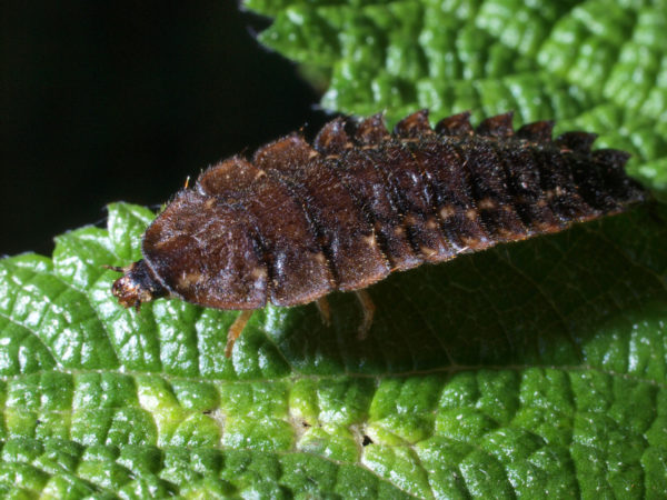  Lampyridae05 Larva