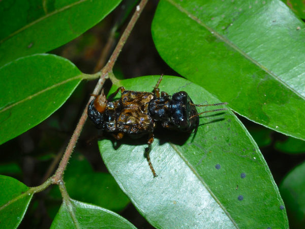  Leistotrophus versicolor