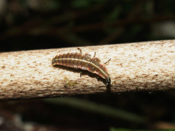  Lycidae Larva