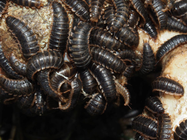  Oxelytrum discicolle Larvas