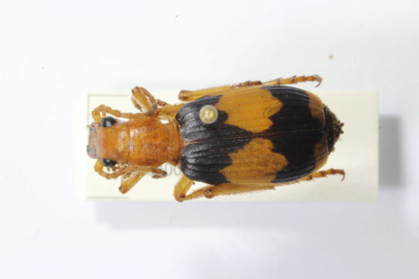  Pheropsophus aequinoctialis