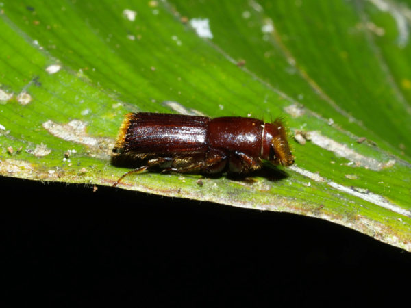  Platypodinae