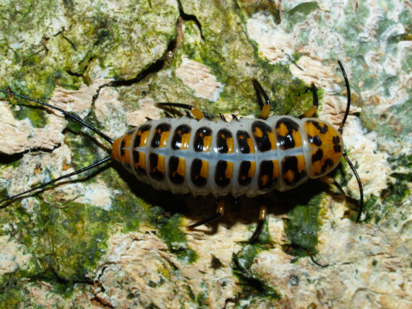 Scaphidomorphus bosci Larva