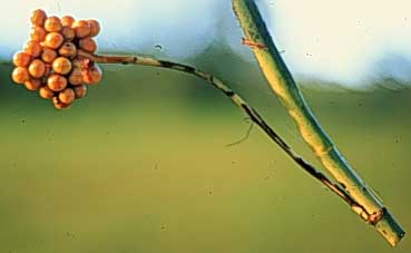 Specie Page de Chamaedorea pinnatifrons 4 Diciembre 1998