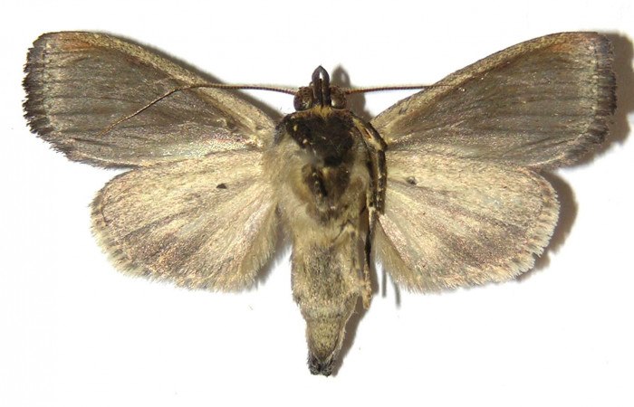 Figura 10. Adulto de <i>Antiopha multilinea</i> (Notodontidae), macho vista ventral, localidad Río Francia Arriba Sector Rincón Rain Forest ACG (400m). Voucher: 04-SRNP-42425-DHJ310833.jpg.