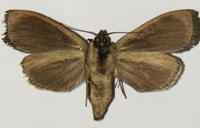 Figura 8. Adulto de <i>Antiopha multilinea</i> (Notodontidae), hembra vista ventral, localidad Quebrada Sucia Sector San Cristóbal ACG (660m). Voucher: 04-SRNP-525-DHJ302299.jpg.