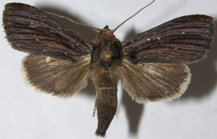 Figura 1. Adulto de <i>Antiopha multilinea</i> (Notodontidae), vista dorsal, localidad Margarita Sector Del Oro (ACG) (380m). Voucher: 07-SRNP-24120-DHJ387652.jpg.