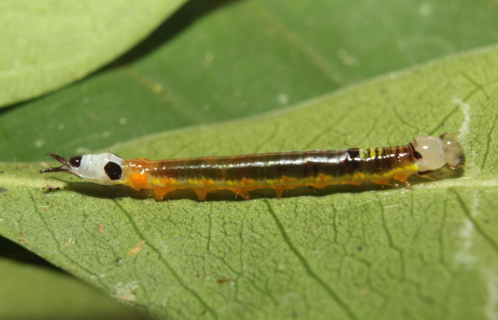 Figura 2. Larva <i>Antiopha multilinea</i> (Notodontidae), penúltimo estadío (PU) vista lateral, localidad Sendero Manguera Estación Quica Sector Pitilla (ACG) (470m). Voucher: 18-SRNP-71278-DHJ742554.jpg.