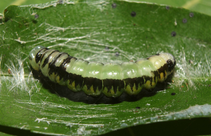 Figura 5. Prepupa de <i>Antiopha multilinea</i> (Notodontidae), vista dorsal, localidad Sendero Manguera Estación Quica Sector Pitilla ACG (470m). Voucher: 18-SRNP-71278-DHJ742686.jpg.