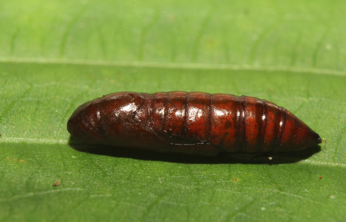 Figura 6. Pupa de <i>Antiopha multilinea</i> (Notodontidae), vista lateral, localidad Sendero Manguera Estación Quica Sector Pitilla ACG (470m). Voucher: 18-SRNP-71278-DHJ742721.jpg.