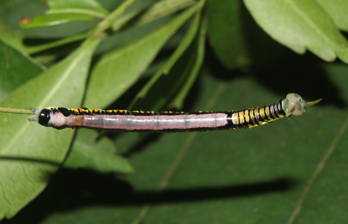 Larva <i>Antiopha multilinea</i> (Notodontidae), último estadío (U), vista dorsal. Voucher: 2200-18-SRNP-71278-DHJ742643.jpg.
