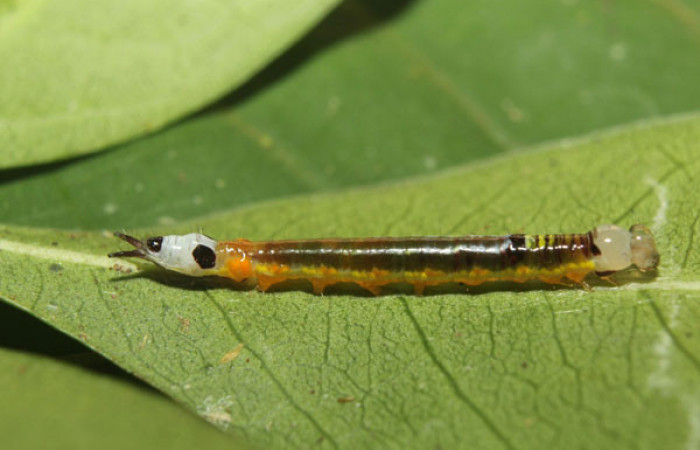 Larva <i>Antiopha multilinea</i> (Notodontidae), penúltimo estadío (PU) vista lateral. Voucher: 600-18-SRNP-71278-DHJ742550.jpg.