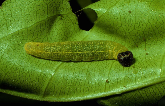 Fig 7. Larva <i>Timochares trifasciata</i>, vista  lateral entero, sitio Santa Rosa Sendero Naranjo. 
Voucher 92-SRNP-923-DHJ14986.jpg