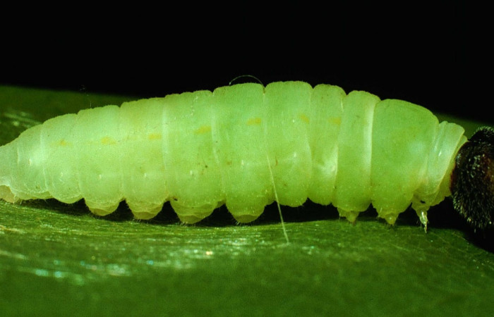 Fig 8 . Prepupa de Larva [I]Timochares trifasciata[/I], lateral entero. 
Voucher 93-SRNP-2335-DHJ26405.jpg