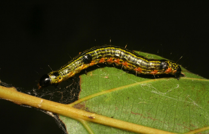 Figura 11. Larva de <i>Accinctapubes</i> albifasciataDHJ02 vista lateral en último estadio.  (06-SRNP-5220-DHJ411002)