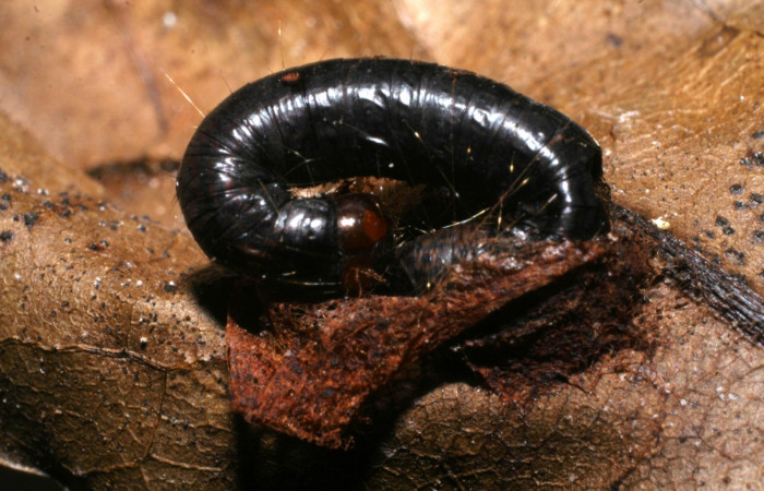 Figura 13. Capullo de Braconidae,  <i>Yelicones</i> Shaw0, parásito que ataca a la larva <i>Accinctapubes albifasciata</i>. (08-SRNP-56581-DHJ442827).