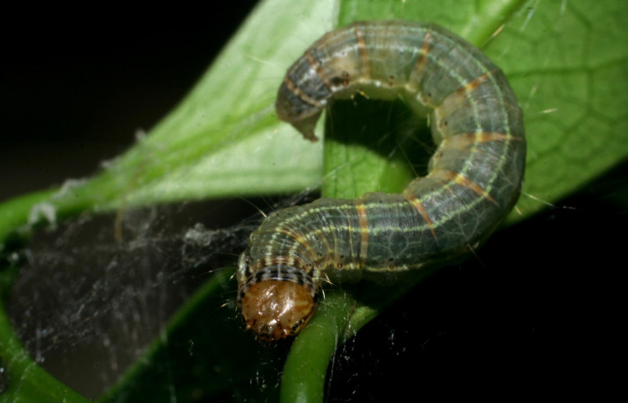Figura 6. Larva de <i>Accinctapubes albifasciata</i> dorsal en último estadio.  (09-SRNP-55273-DHJ451833)
