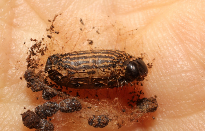 Figura 15. Detalle  de parásito  <i>Genea</i> Wood06 de la familia  Tachinidae, que atacan larva de <i>Accinctapubes</i> albifasciataDHJ02. (09-SRNP-65889-DHJ800018)