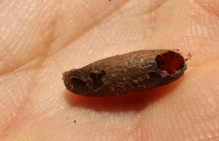 Figura 18. Detalle  de parásito  <i>Eiphosoma nigrum</i> de la familia  Ichneumonidae, que atacan larva de <i>Accinctapubes</i> albifasciataDHJ01. (11-SRNP-56811-DHJ804033)