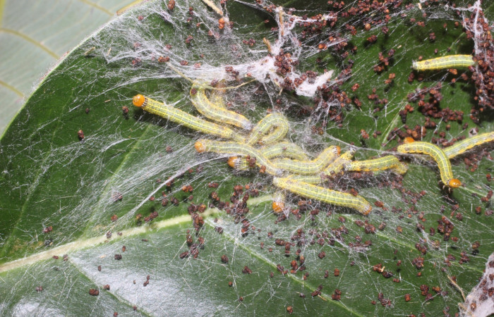 Figura 12. Larva de <i>Accinctapubes</i> albifasciataDHJ02 vista dorsal en grupo en penultimo estadio.  (14-SRNP-56840-DHJ492281)
