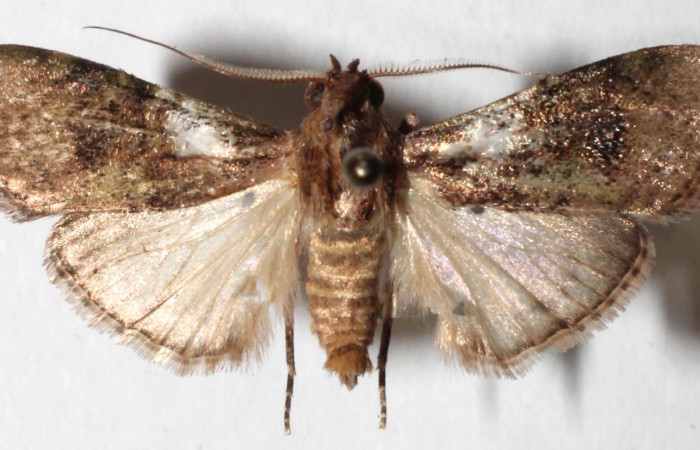 Figura 1. Adulto de <i>Accinctapubes albifasciata</i>, vista dorsal. (15-SRNP-55708-DHJ917648).