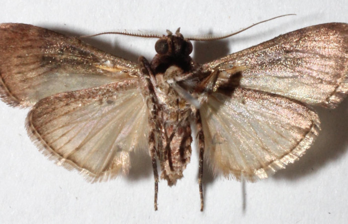 Figura 2. Adulto de <i>Accinctapubes albifasciata</i>, vista ventral. (15-SRNP-56057-DHJ917669).