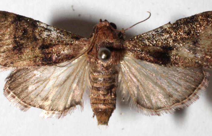 Figura 3. Adulto de <i>Accinctapubes albifasciata</i>, vista dorsal. (15-SRNP-56057-DHJ917668).