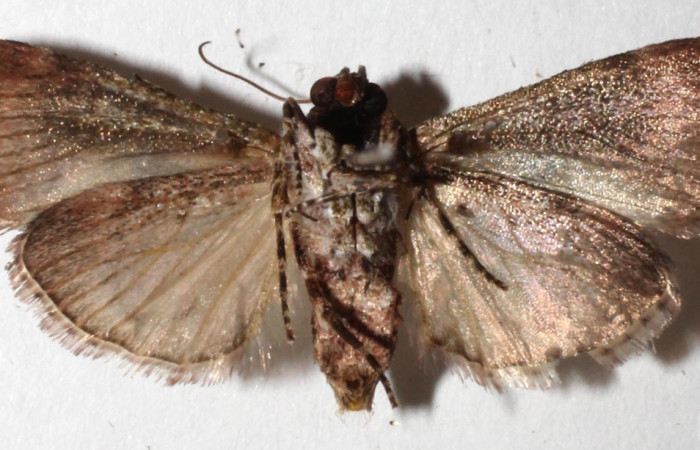 Figura 4. Adulto de <i>Accinctapubes albifasciata</i>, vista ventral. (15-SRNP-55708-DHJ917649).