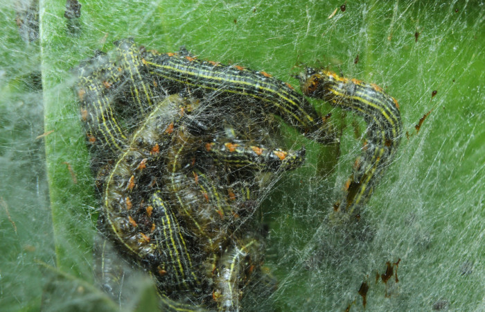 Figura 10. Larva de <i>Accinctapubes</i> albifasciataDHJ01 lateral en último estadio.  (15-SRNP-70149-DHJ726788)
