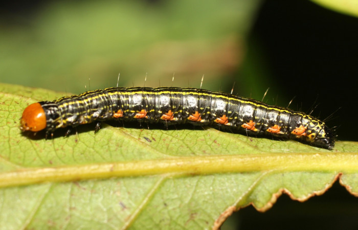 Figura 7. Larva de <i>Accinctapubes albifasciata</i> lateral en último estadio.  (18-SRNP-35409-DHJ734877)