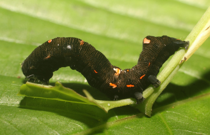  Larva en posición lateral de <i>Gonodonta sitia</i> (Erebidae), PU estadio. Sector San Cristóbal, Sendero Huerta. Voucher 18-SRNP-81003-DHJ753117.jpg.