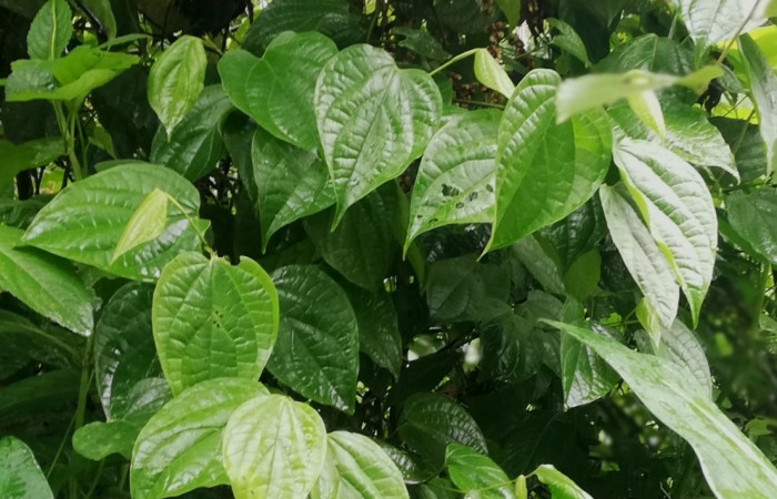 Figura 13. <i>Piper amalago</i> (Piperaceae), planta hospedera de <i>Gonodonta sitia</i> (Erebidae). Sector San Cristóbal, Puente Palma. Foto, Elda Araya, 28Abril 2022. 
