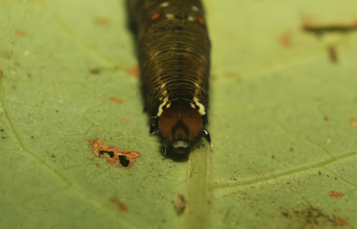  Cabeza en posición frontal de <i>Gonodonta maria</i> (Erebidae), U estadio. Sector Pitilla, Medrano. Voucher 20-SRNP-71283-DHJ780032.jpg.