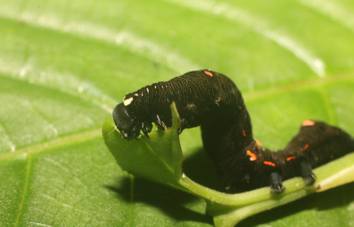  Larva en posición lateral de <i>Gonodonta sitia</i> (Erebidae), U estadio. Sector Rincon Rain Forest, Flecha. Voucher 18-SRNP-81003-DHJ753121.jpg.