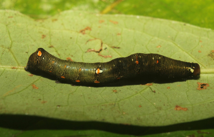  Larva en posición lateral de <i>Gonodonta maria</i> (Erebidae), U estadio. Sector Pitilla, Medrano. Voucher 20-SRNP-71283-DHJ780033.jpg.