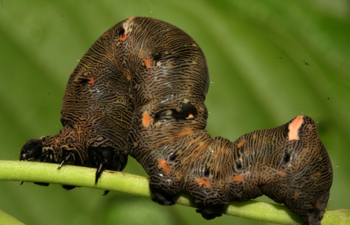  Larva en posición dorsal de <i>Gonodonta sitia</i> (Erebidae), U estadio. Sector San Cristóbal, Puente Palma. Voucher 08-SRNP-4555-DHJ437545.jpg.