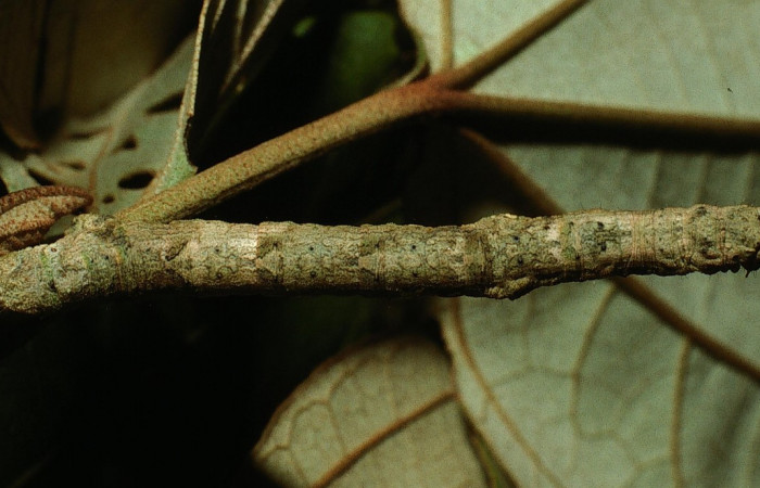 Figura 10. Dorsal entero <i>Ischnopteris chavesi</i>, (Geometridae), en la planta <i>Hampea appendiculata</i> (Malvaceae). Sector Cacao, Estación Cacao, (elevación 1150 metros). Colectada 19 junio 2003. (03-SRNP-4664-DHJ73531.jpg).