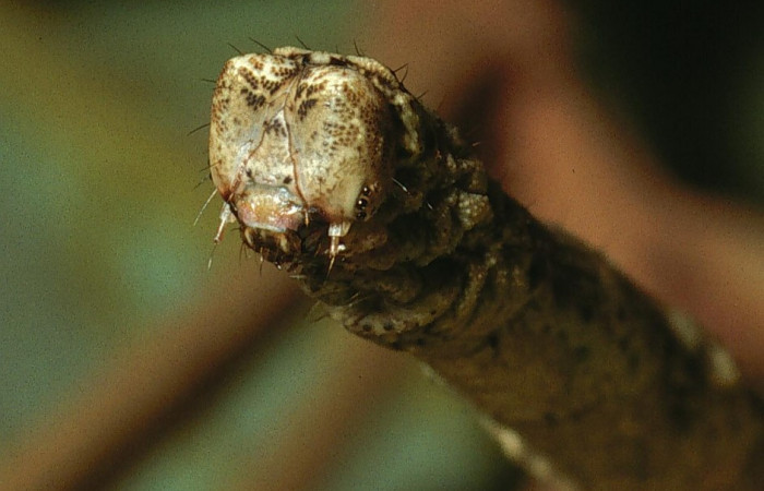 Figura 12.Cabeza <i>Ischnopteris chavesi</i>, (Geometridae), en la planta <i>Hampea appendiculata</i> (Malvaceae). Sector Cacao, Estación Cacao, (elevación 1150 metros). Colectada 19 junio 2003. (03-SRNP-4664-DHJ73526.jpg).