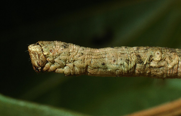 Figura 13.Lateral tórax <i>Ischnopteris chavesi</i>, (Geometridae), en la planta <i>Hampea appendiculata</i> (Malvaceae). Sector Cacao, Estación Cacao, (elevación 1150 metros). Colectada 19 junio 2003. (03-SRNP-4664-DHJ73528.jpg).